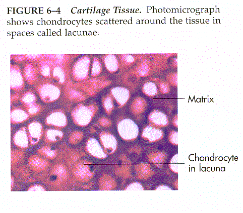 chondrocyte.gif