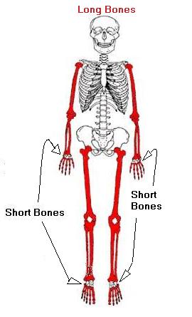 long_short_bones.jpg